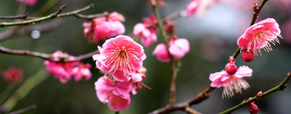 Japanische Kirschblüte