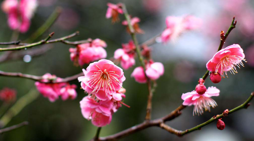 Japanische Kirschblute Hanami Nach Japan Reisen